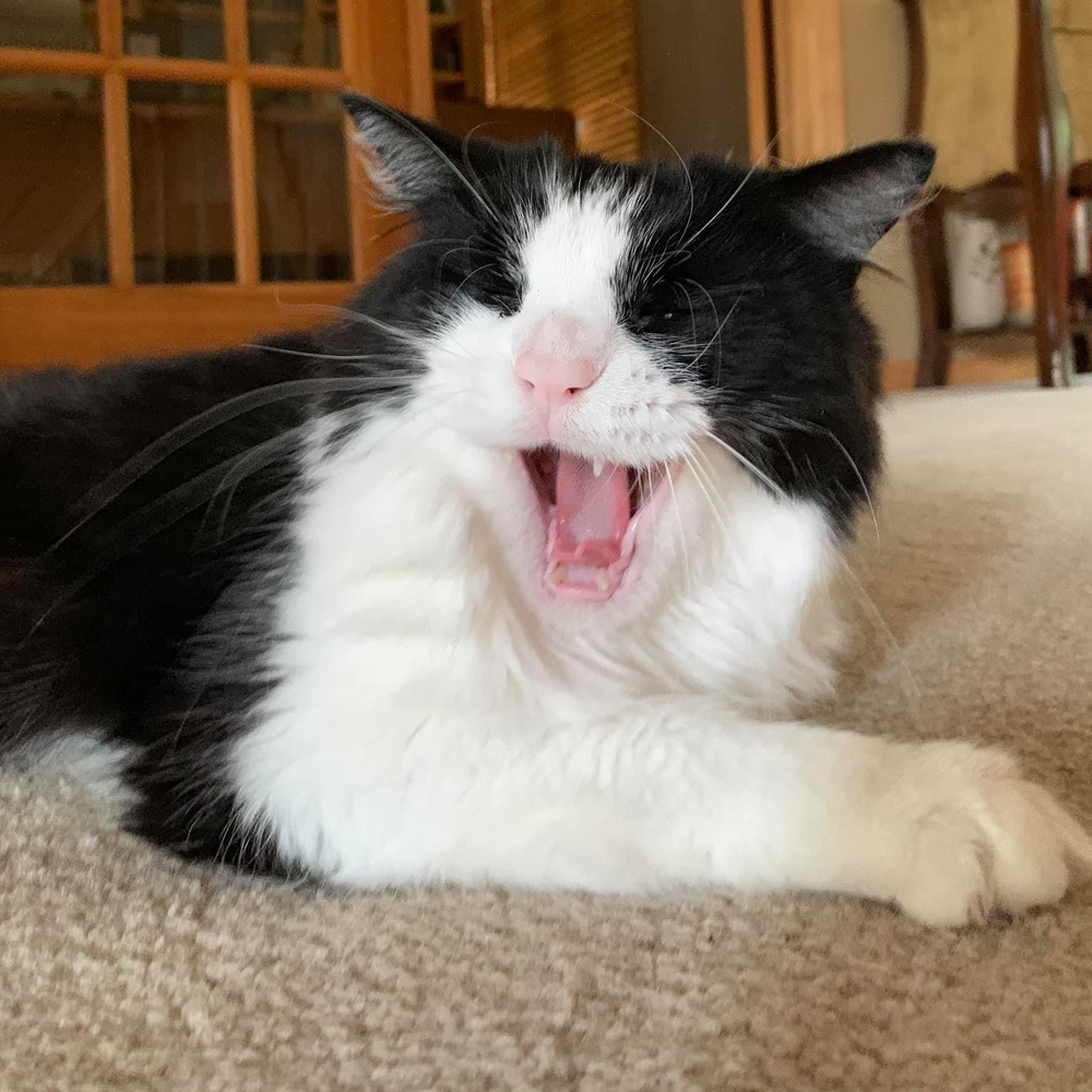 Meet your Posher, Alexi